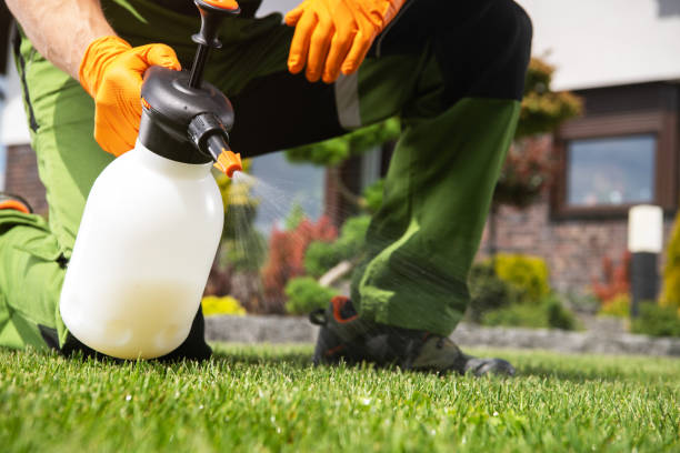 Best Flea Control Services  in Southwest Sandhill, TX