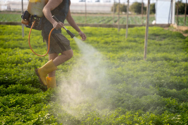 Best Pest Prevention Services  in Southwest Sandhill, TX