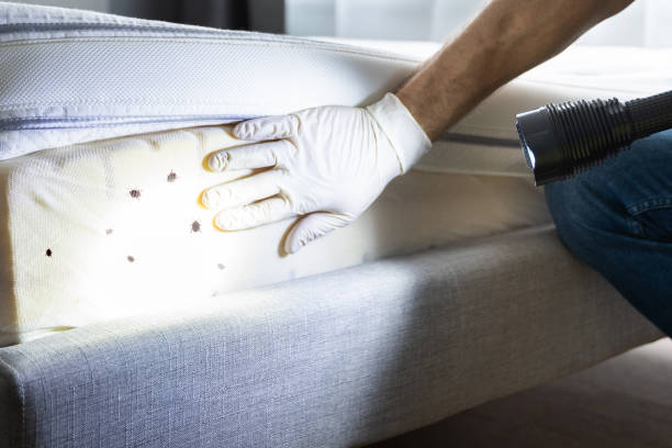 Best Pest Control Near Me  in Southwest Sandhill, TX