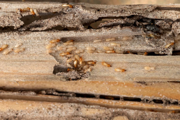 Flea Control Services in Southwest Sandhill, TX