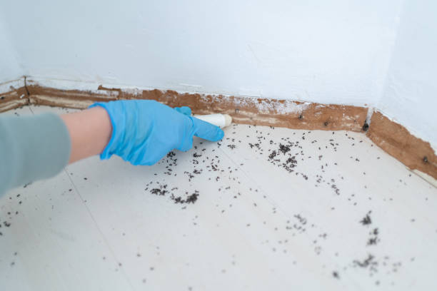 Best Affordable Pest Control Services  in Southwest Sandhill, TX